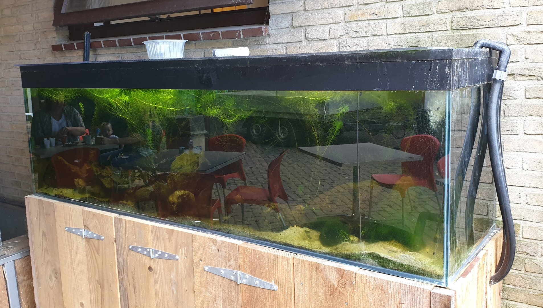 Aquarium Blue shiner