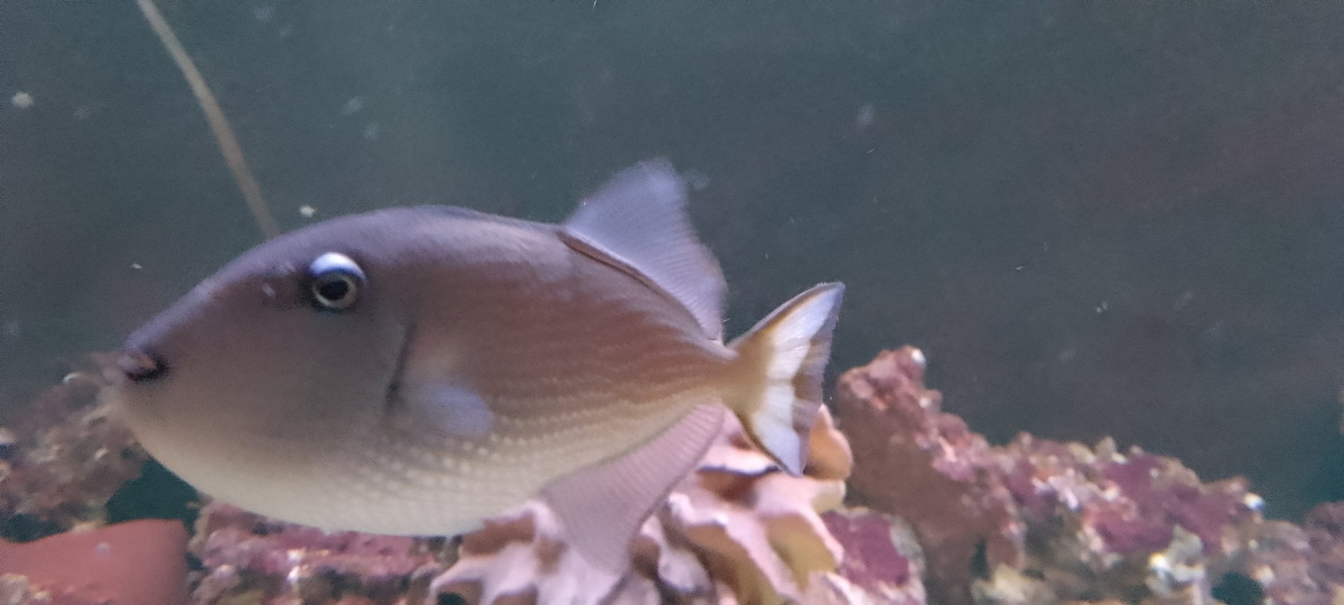Aquarium- Blue throated Triggerfish 200225