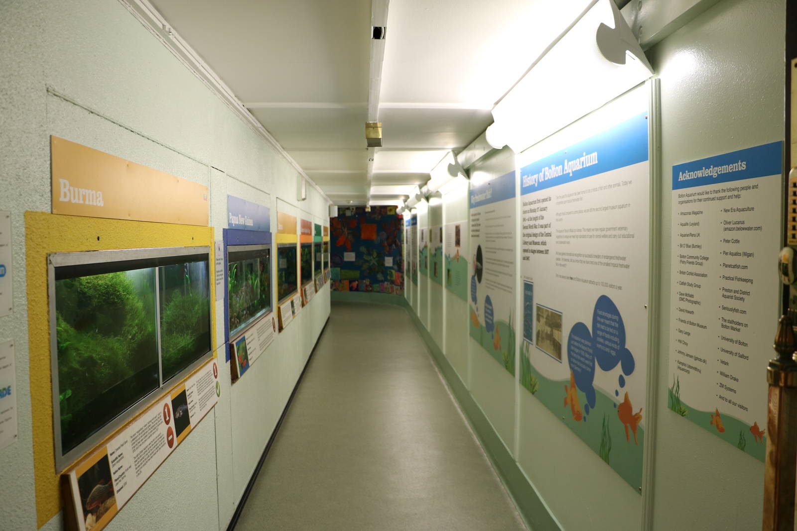 Aquarium - Bolton Museum, September 2015