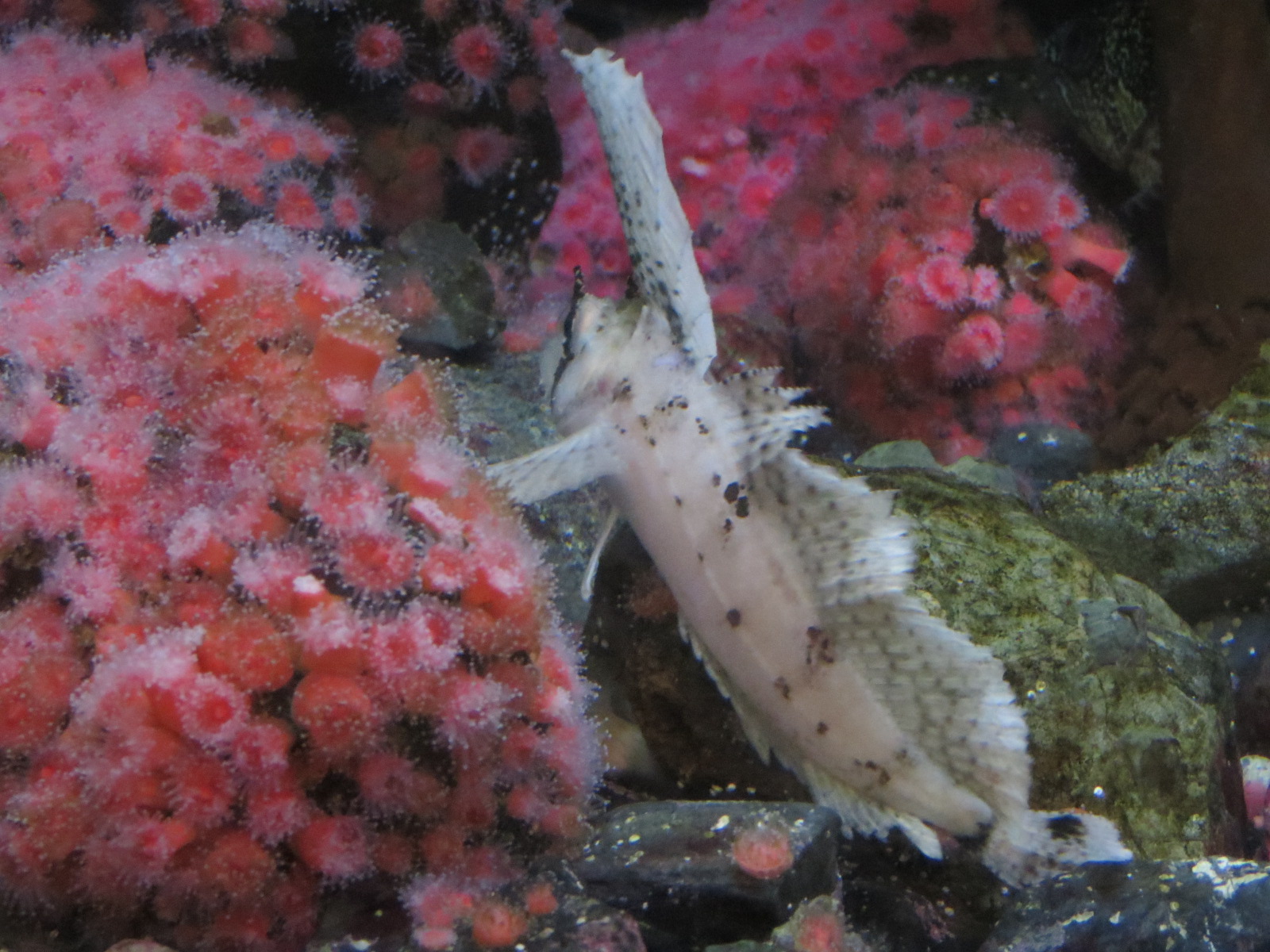 Aquarium - British Columbia Exhibit - Sailfin Sculpin