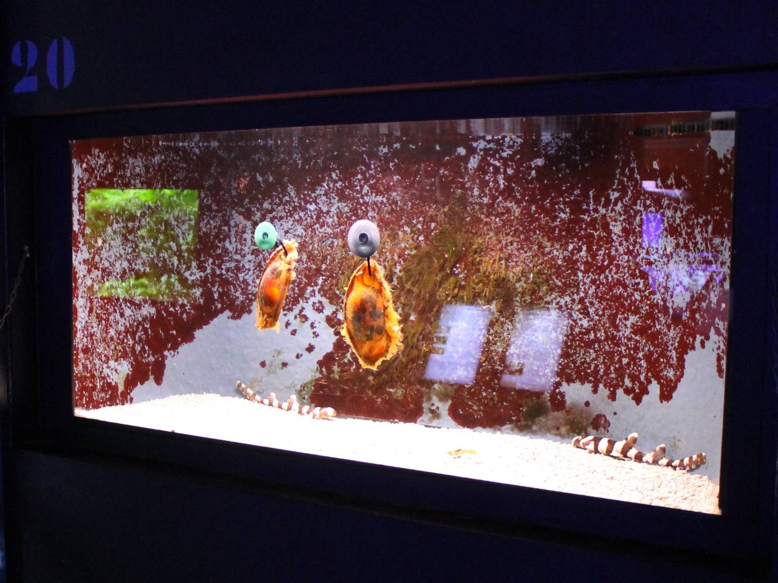 Aquarium Brown-banded bamboo shark / babies and eggs