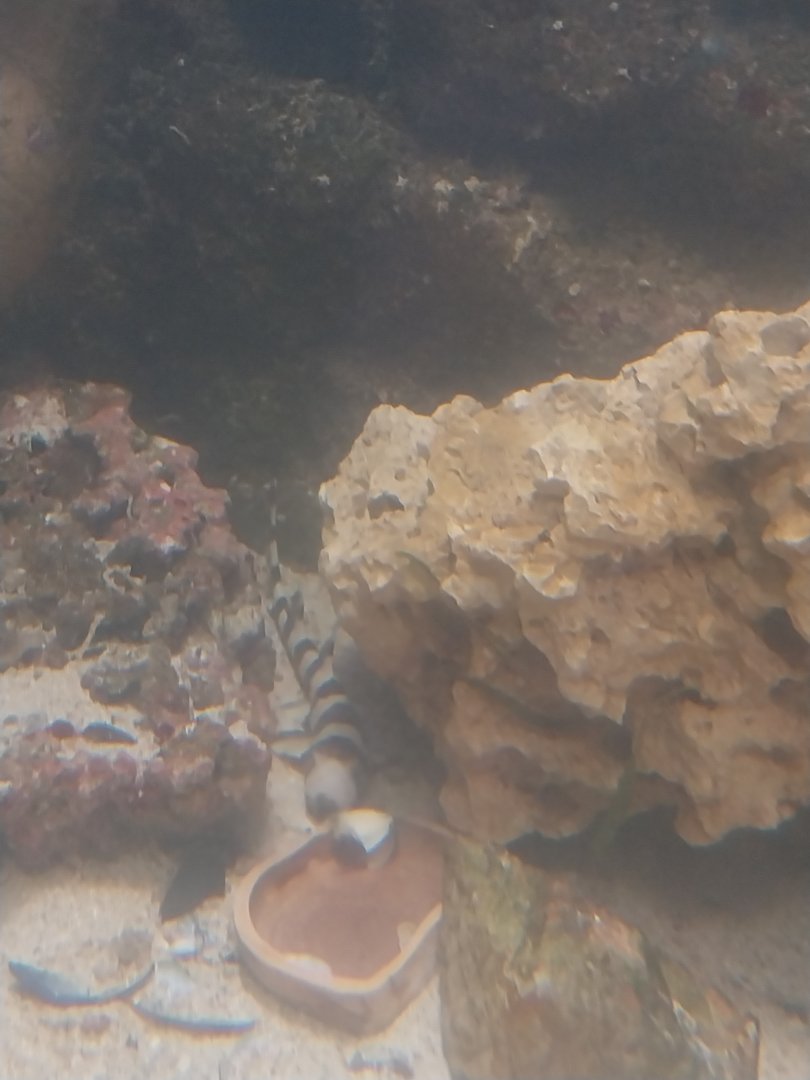 Aquarium - Brown-banded Bamboo-shark (Chiloscyllium punctatum)