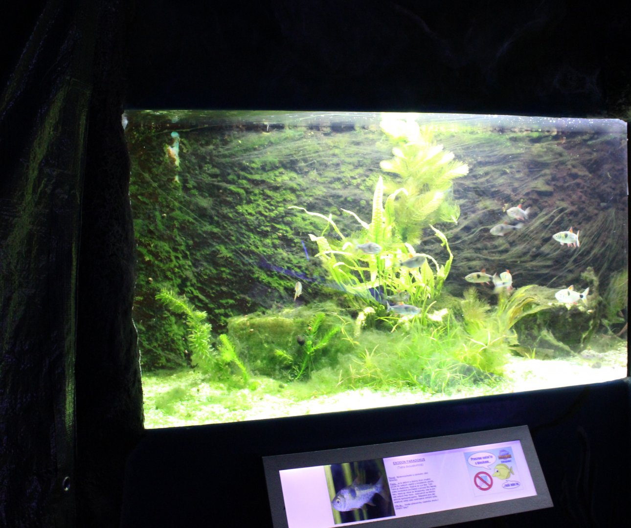 Aquarium Bucktooth tetra