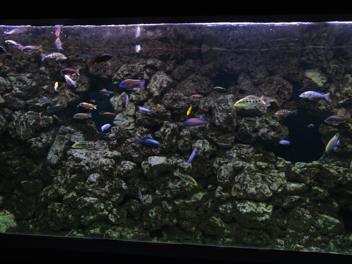 Aquarium building: 1st cichlid tank