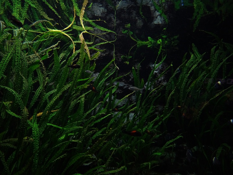 Aquarium building: 2nd cichlid tank