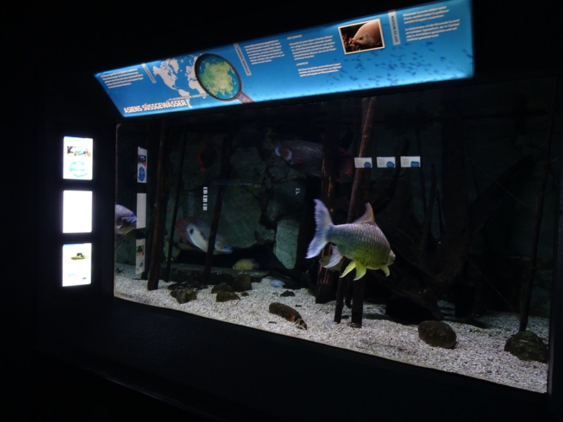 Aquarium building: Asian freshwater tank