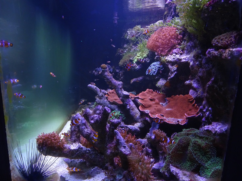 Aquarium building: clownfish and Valentini puffer tank