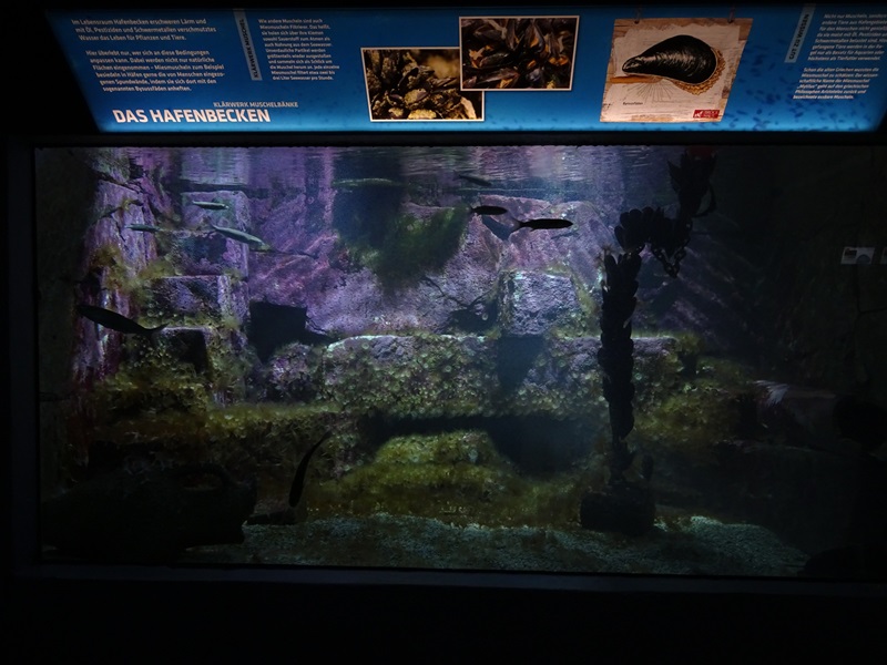 Aquarium building: dwarf mullet tank