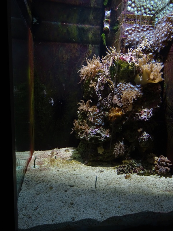 Aquarium building; garden eels and cardinalfishes