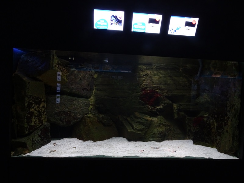 Aquarium building: Horseshoe crabs