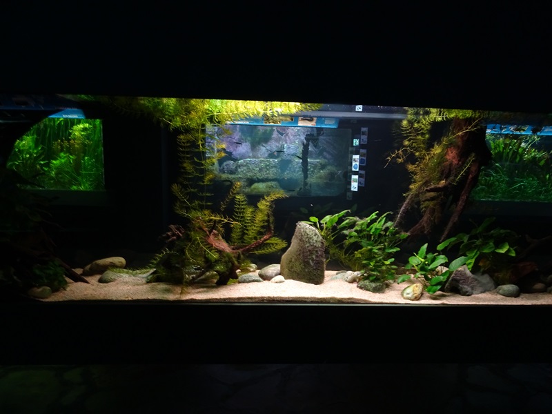 Aquarium building: Lake Patzcuaro salamander tank