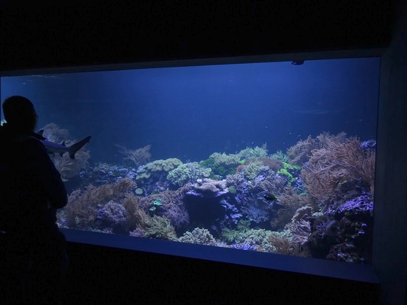 Aquarium building: large coral reef tank with shark