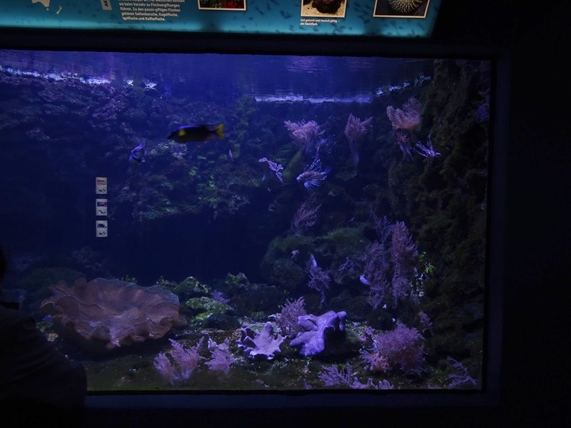 Aquarium building: Lionfish / epaulet shark tank