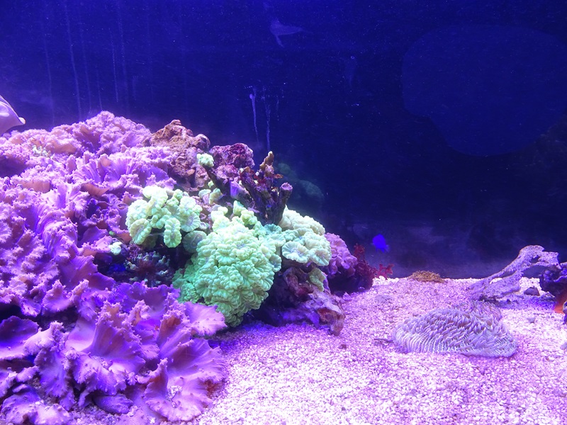 Aquarium building: living coral tank
