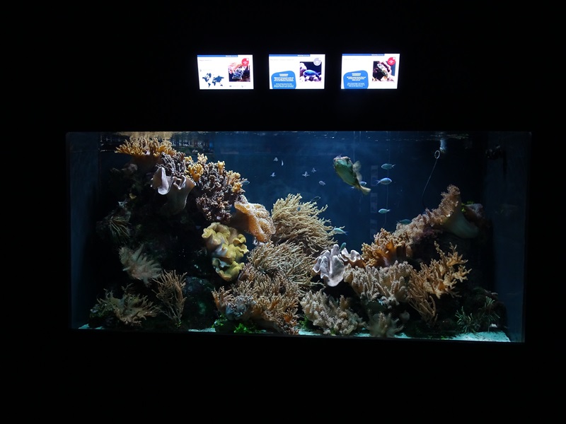 Aquarium building: porcupinefish / filefish