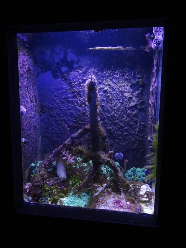 Aquarium building: razorfish tank