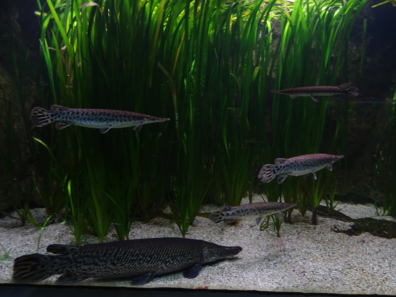Aquarium building: Spotted and alligator gars