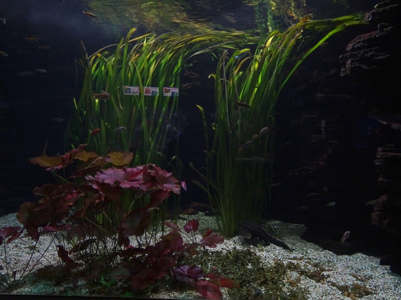 Aquarium building: tank for giant freshwater puffer and others