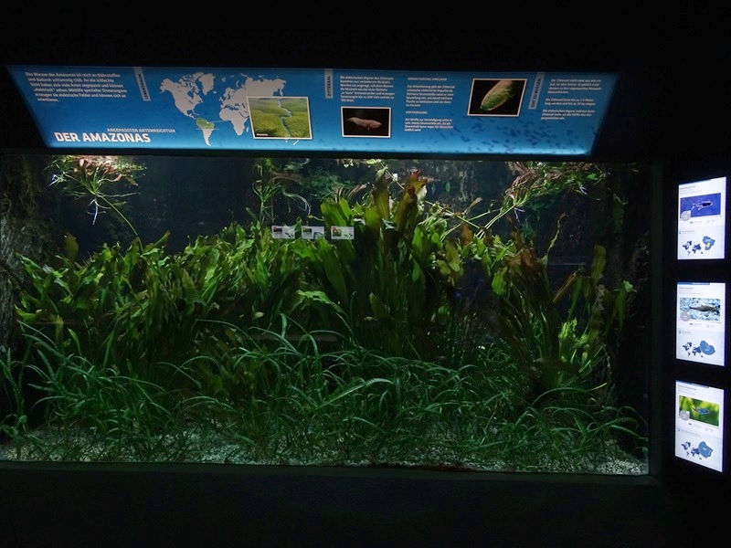 Aquarium building: tank for  various tetras