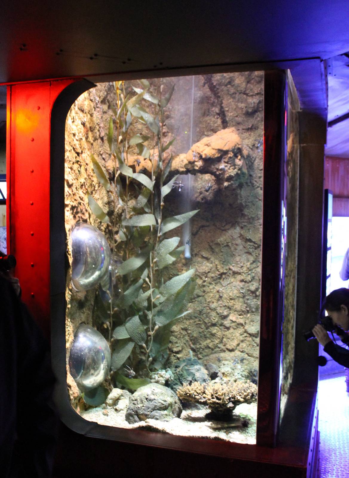 Aquarium Cardinalfish and Sea urchin