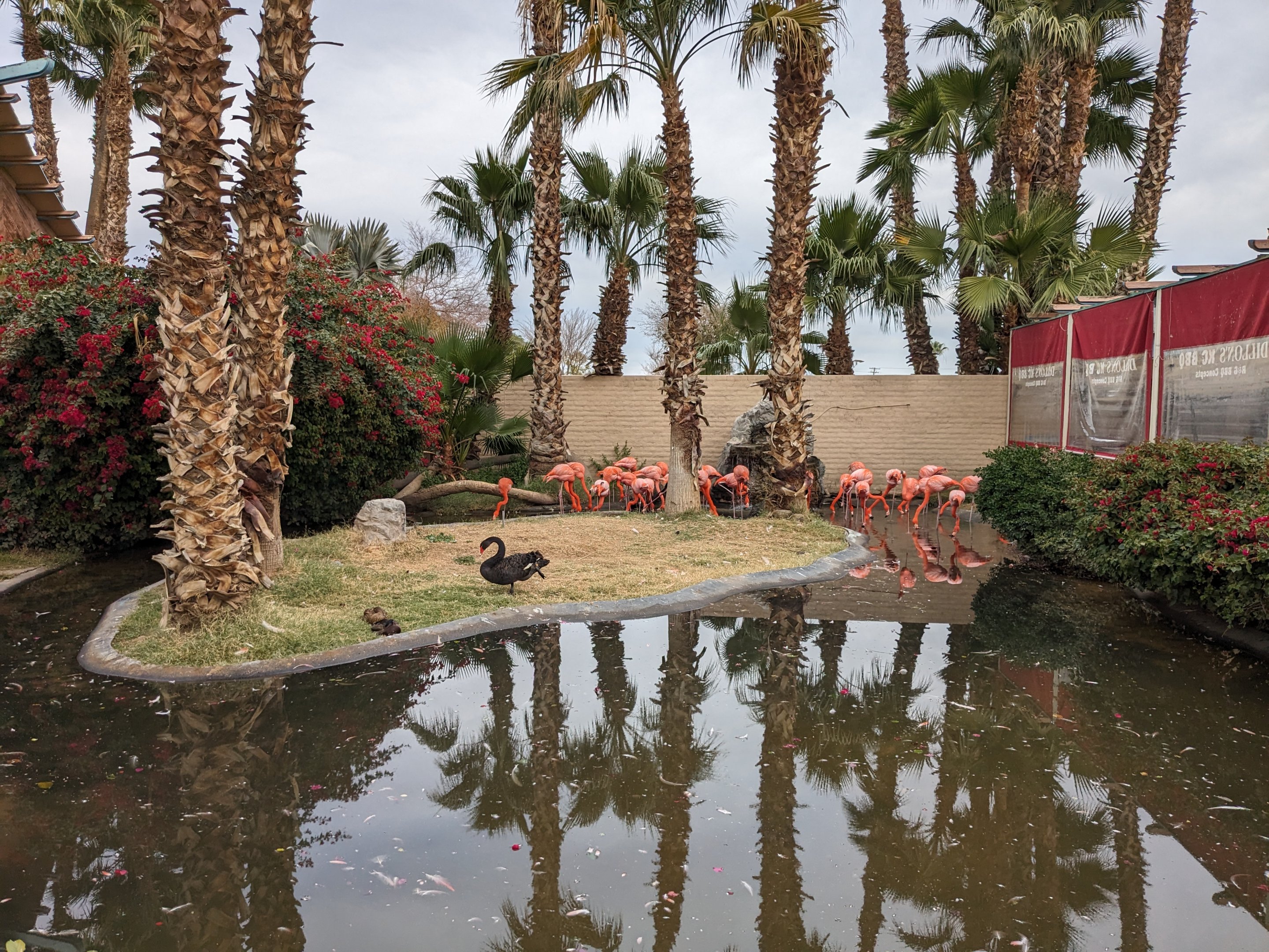 Aquarium - Caribbean flamingo