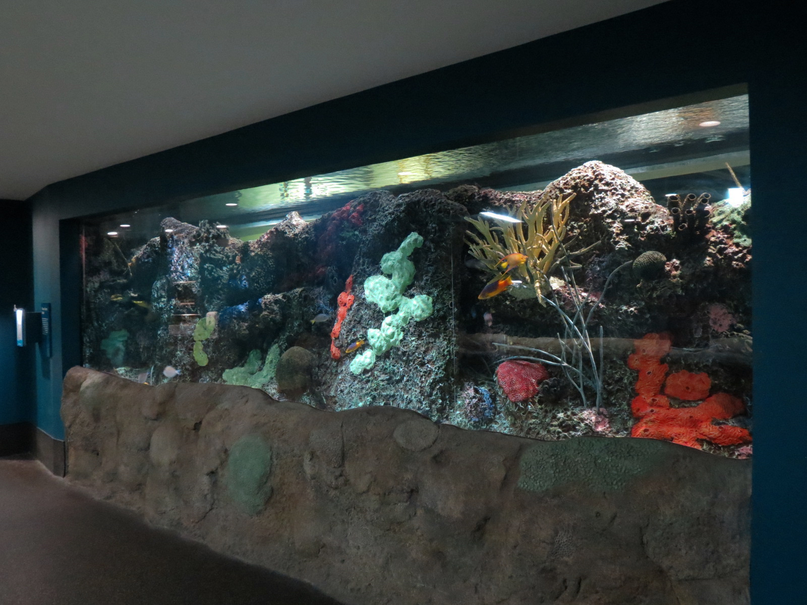 Aquarium - Caribbean - Flower Gardens Exhibit