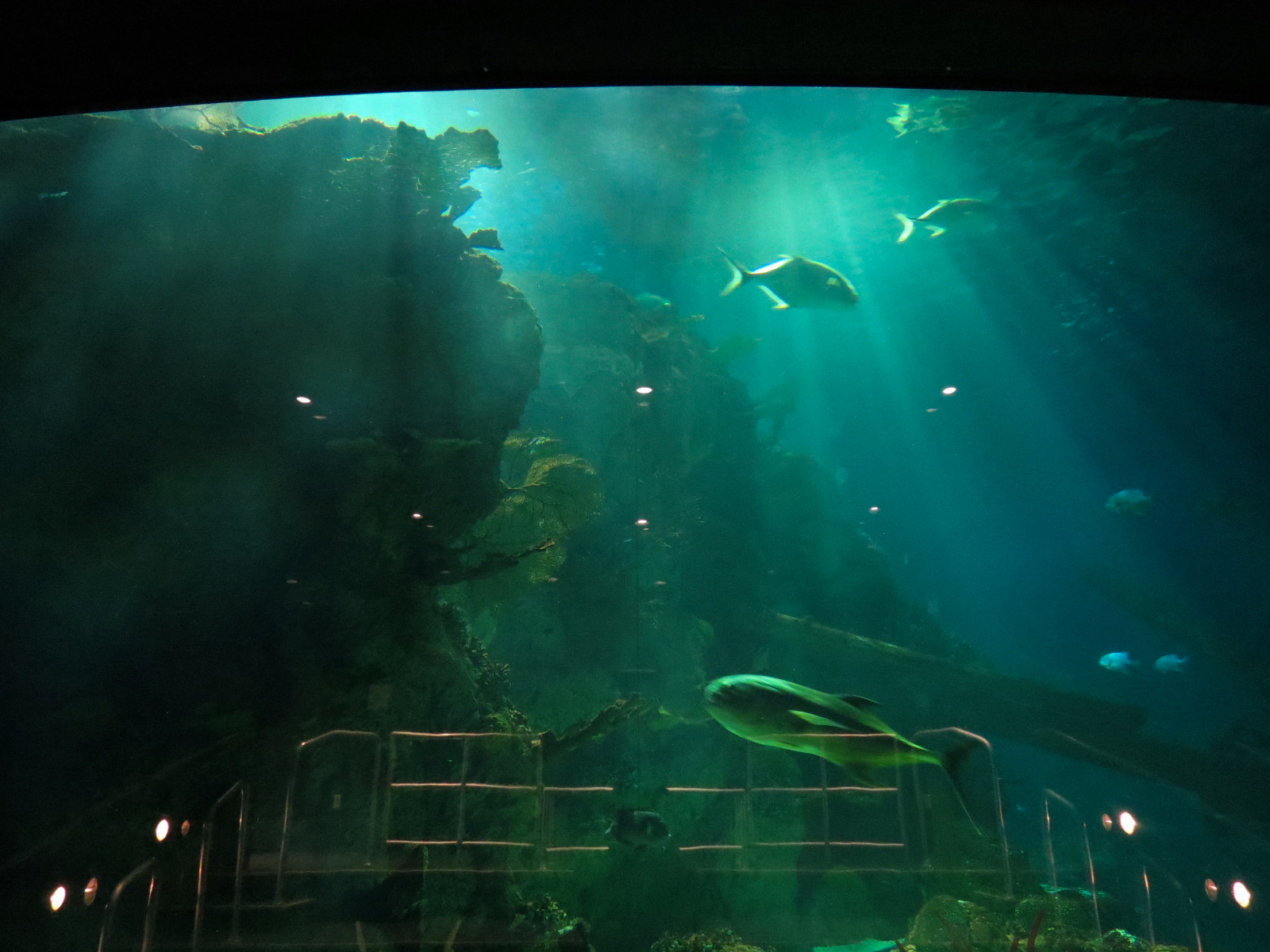 Aquarium - Caribbean - Main Exhibit - View from Projection Room
