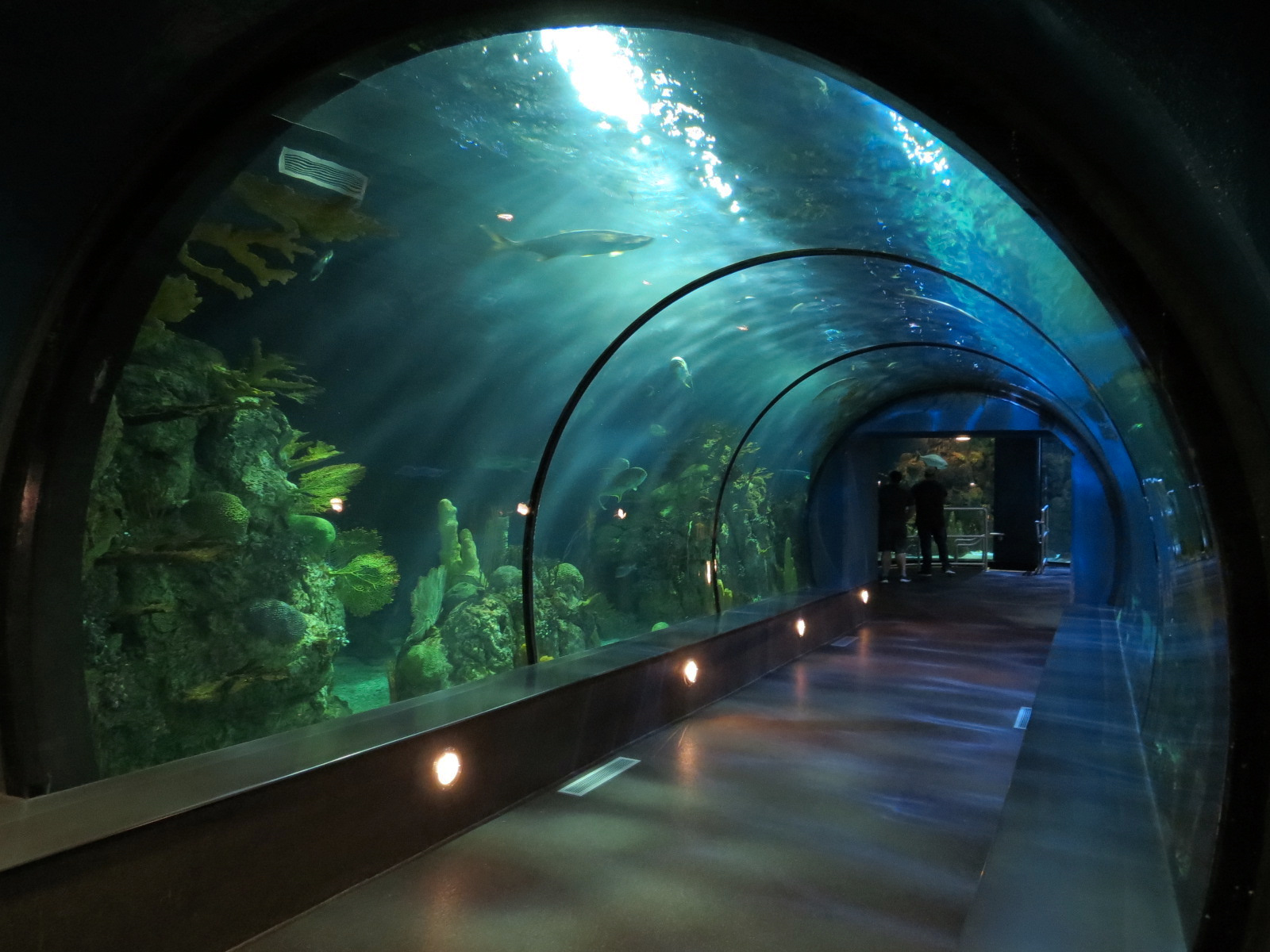 Aquarium - Caribbean - Main Exhibit