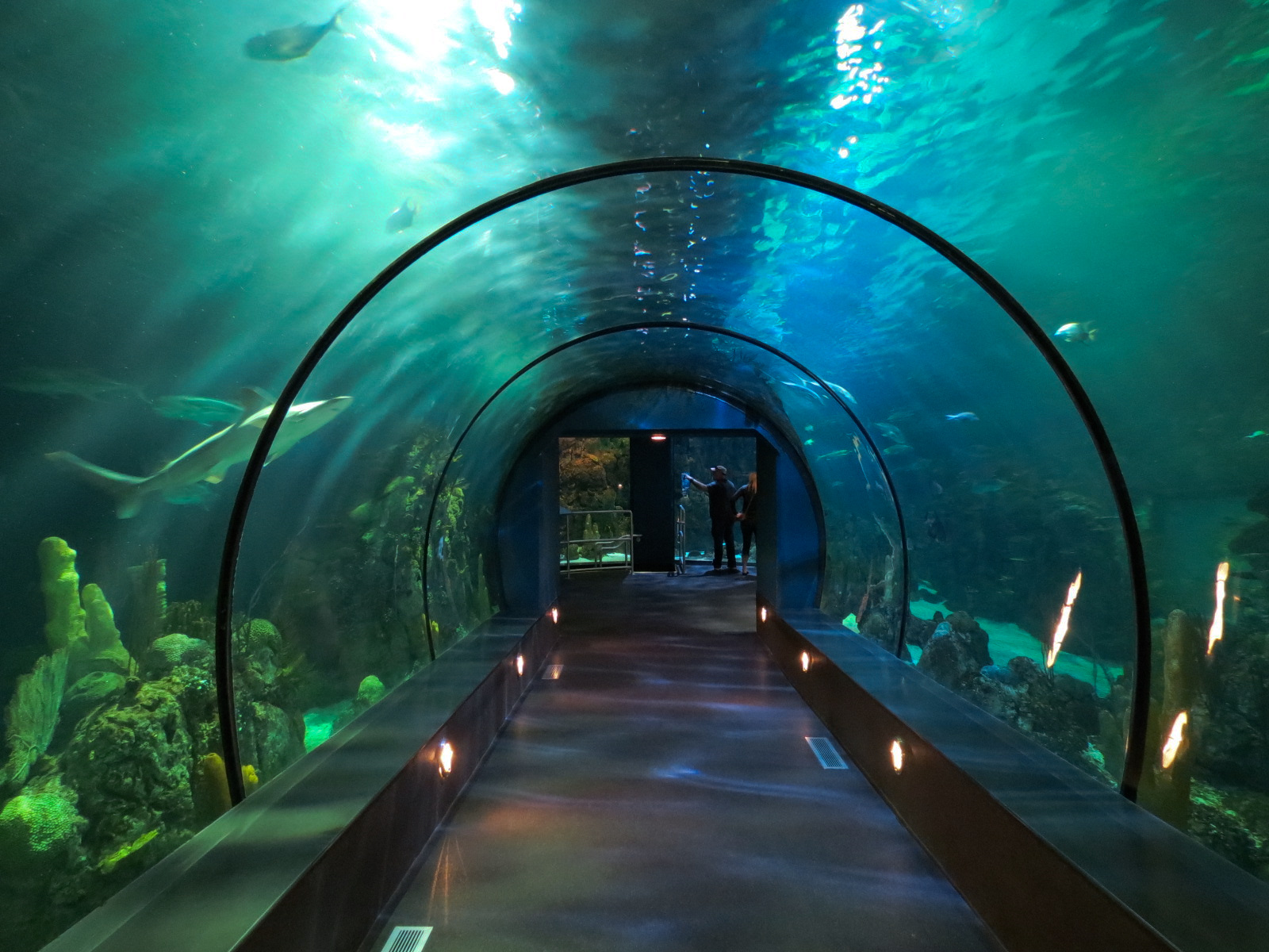 Aquarium - Caribbean - Main Exhibit