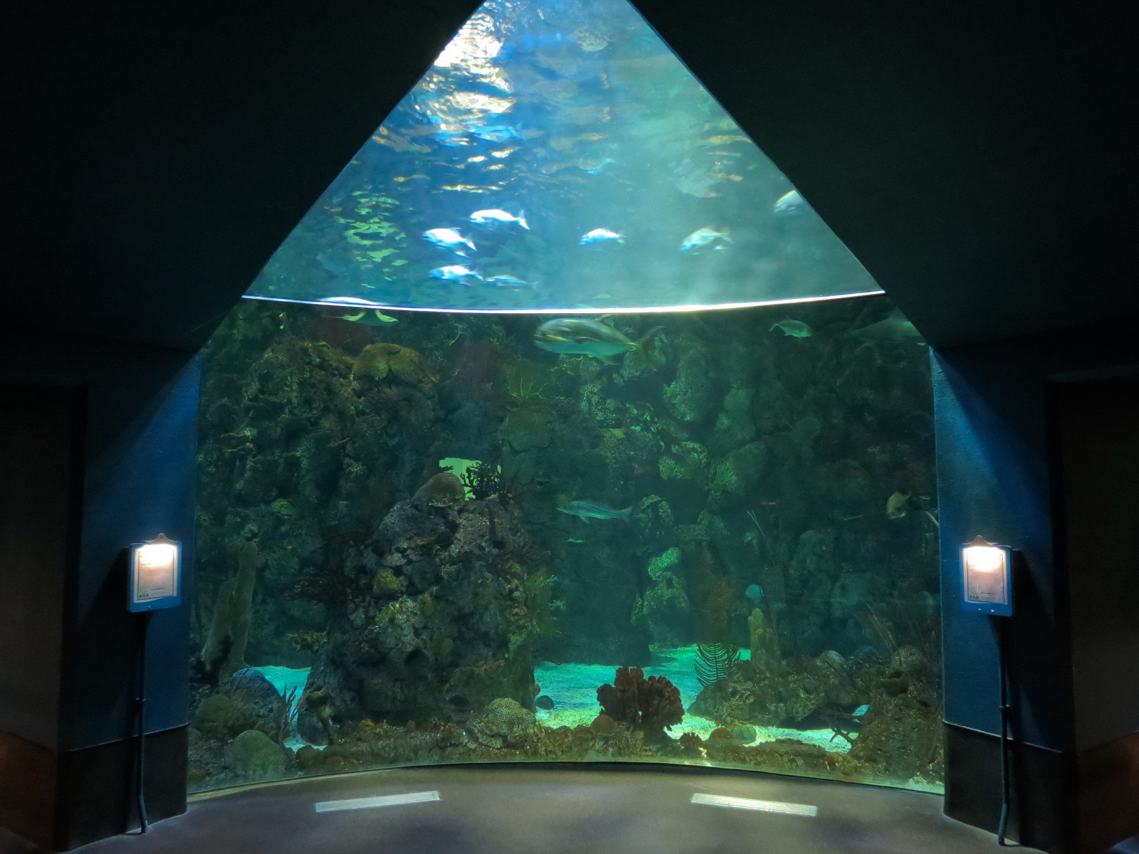 Aquarium - Caribbean - Main Exhibit