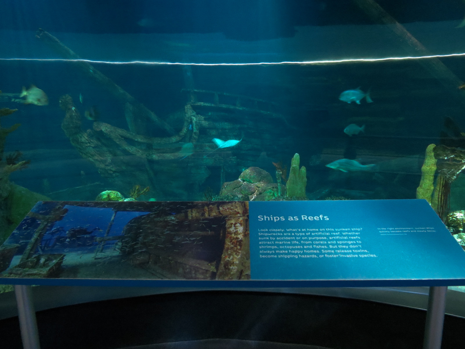 Aquarium - Caribbean - Main Exhibit