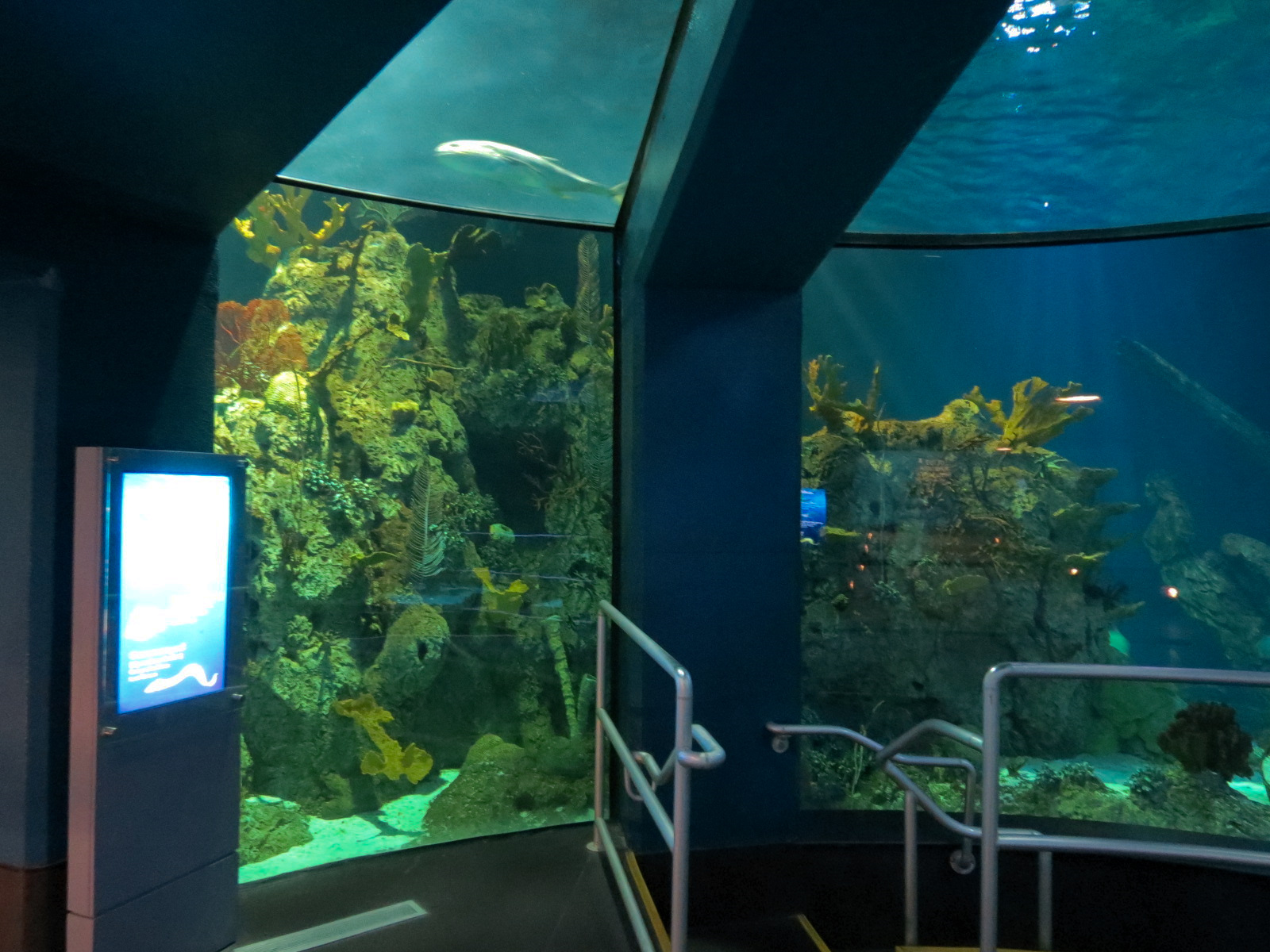 Aquarium - Caribbean - Main Exhibit