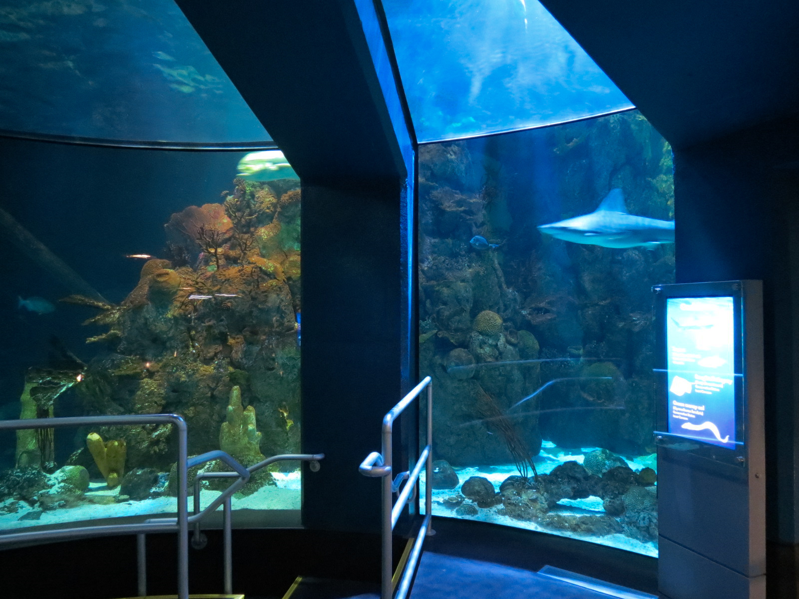 Aquarium - Caribbean - Main Exhibit