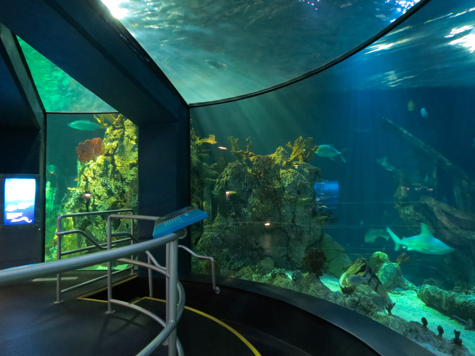 Aquarium - Caribbean - Main Exhibit