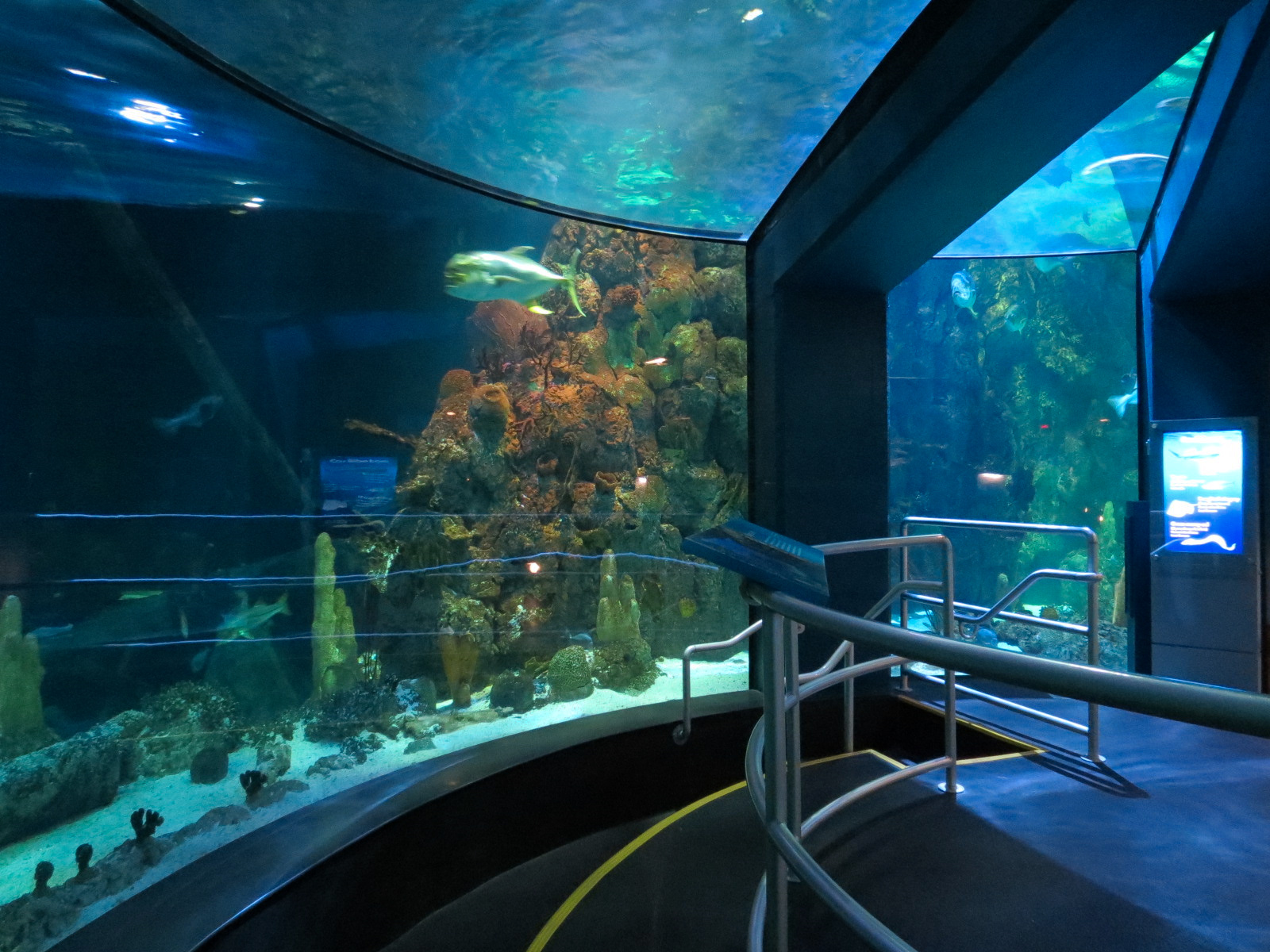 Aquarium - Caribbean - Main Exhibit