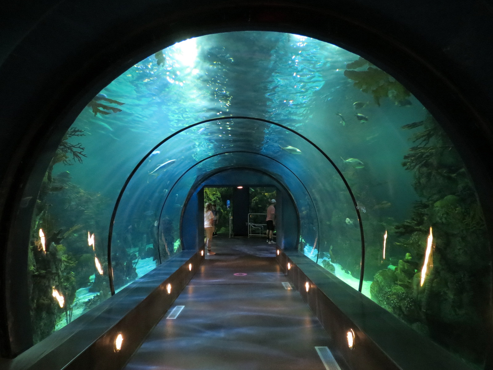 Aquarium - Caribbean - Main Exhibit
