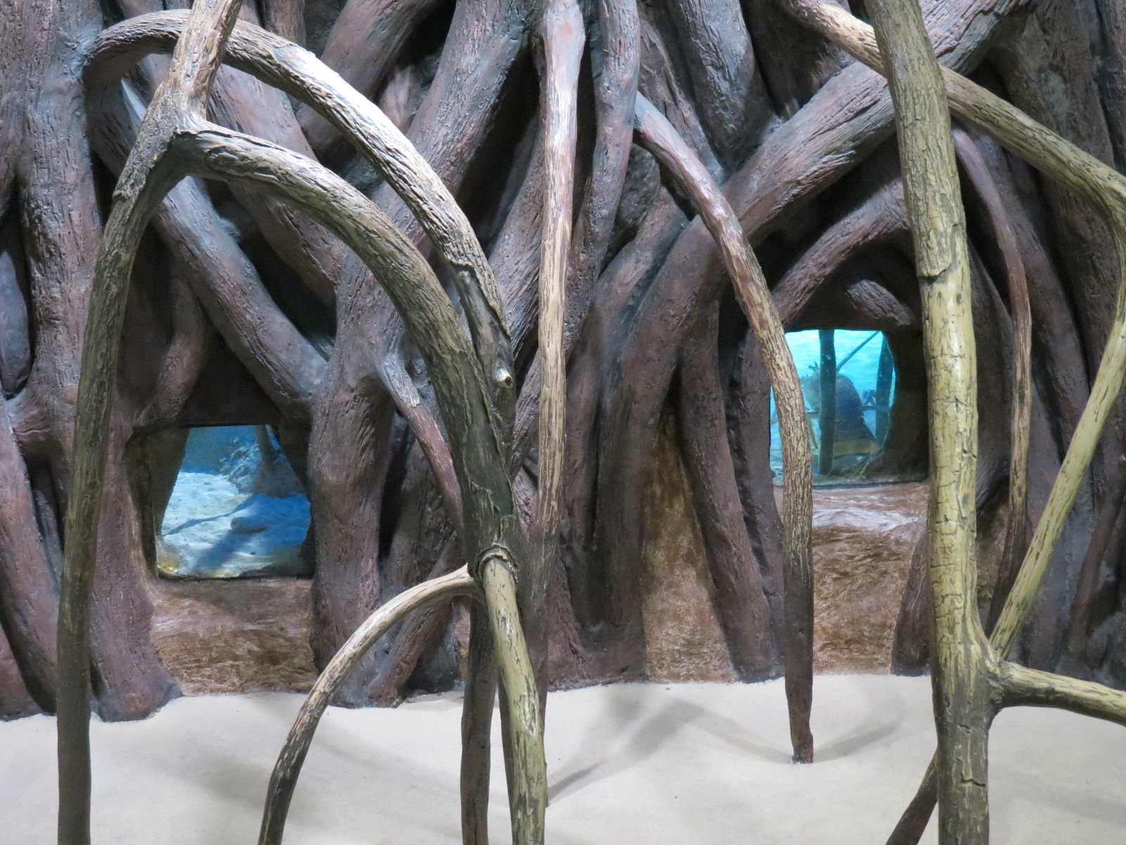 Aquarium - Caribbean - Mangrove Display