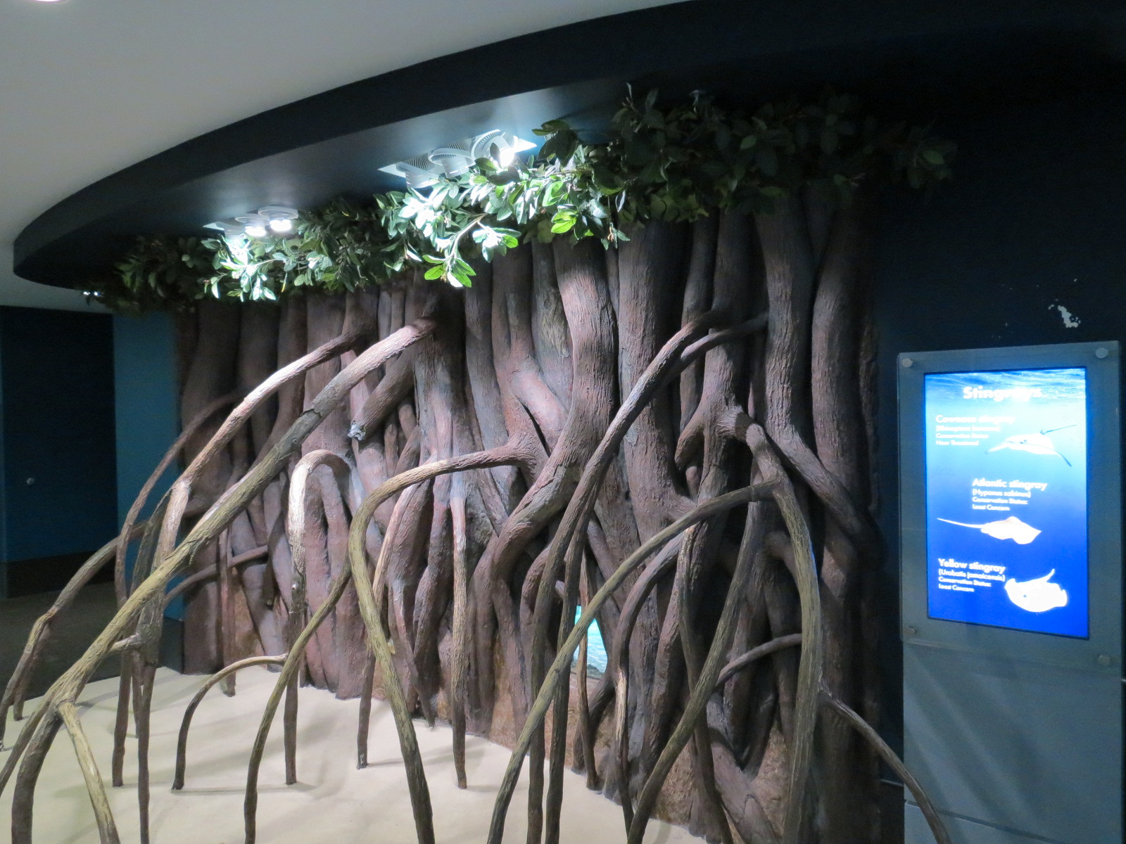 Aquarium - Caribbean - Mangrove Display