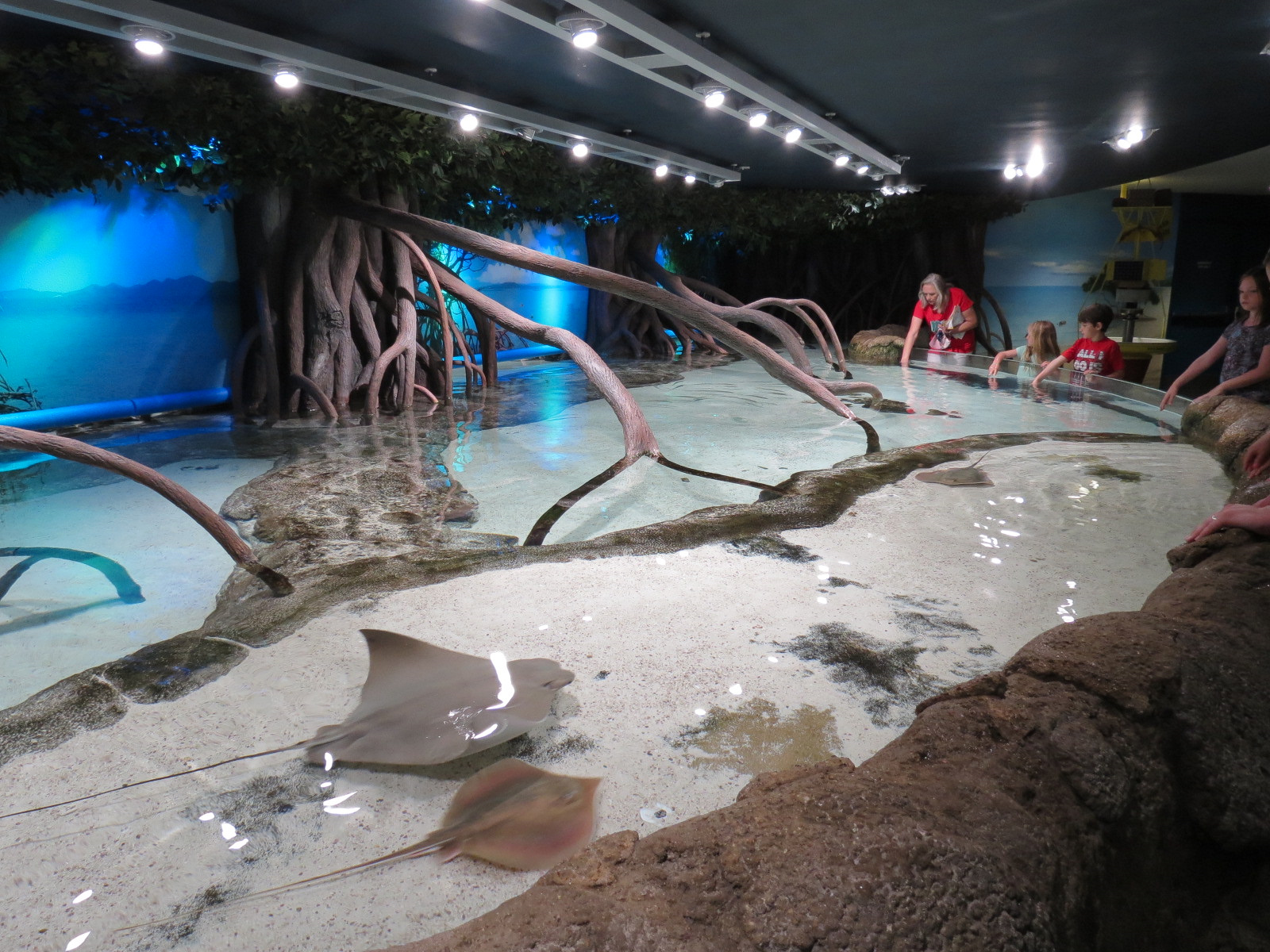 Aquarium - Caribbean - Ray Touchtank