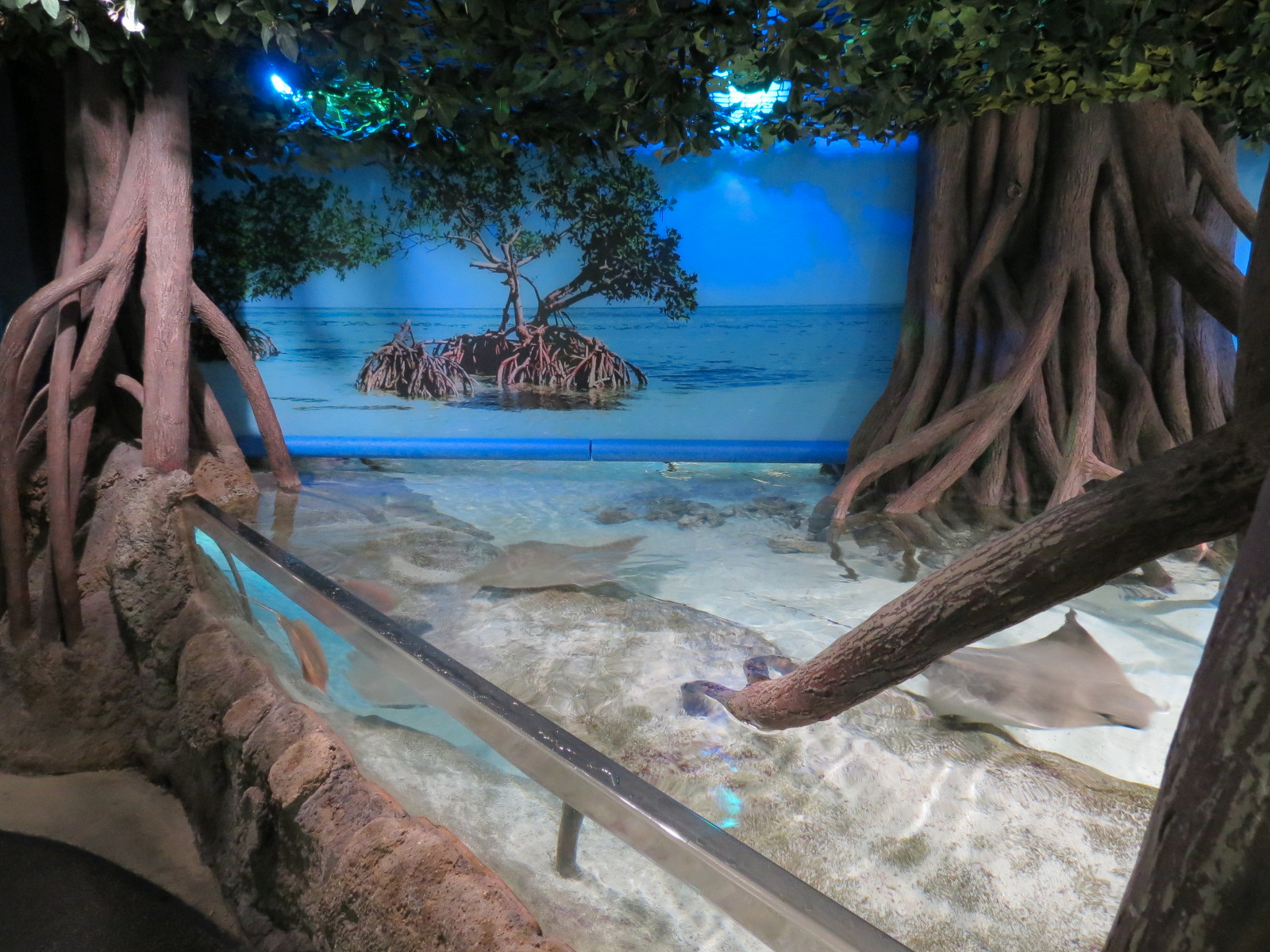 Aquarium - Caribbean - Ray Touchtank