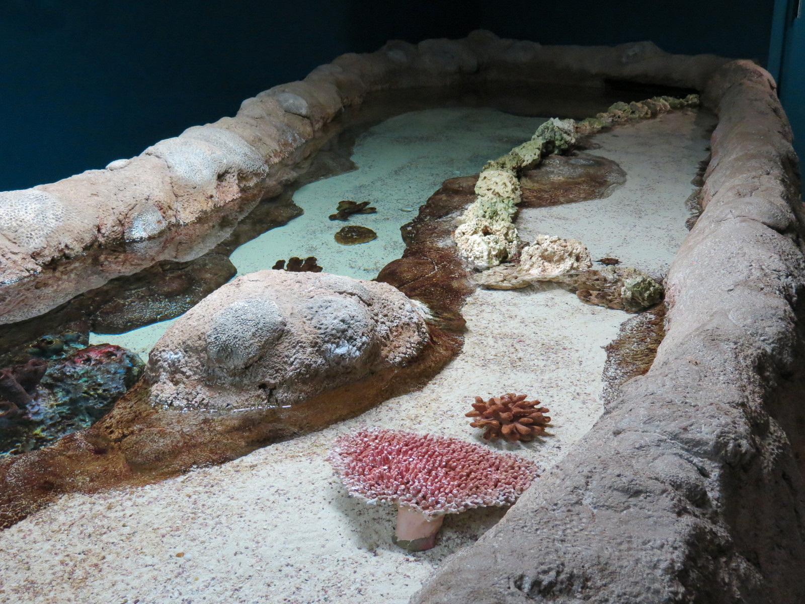 Aquarium - Caribbean - Touchtank