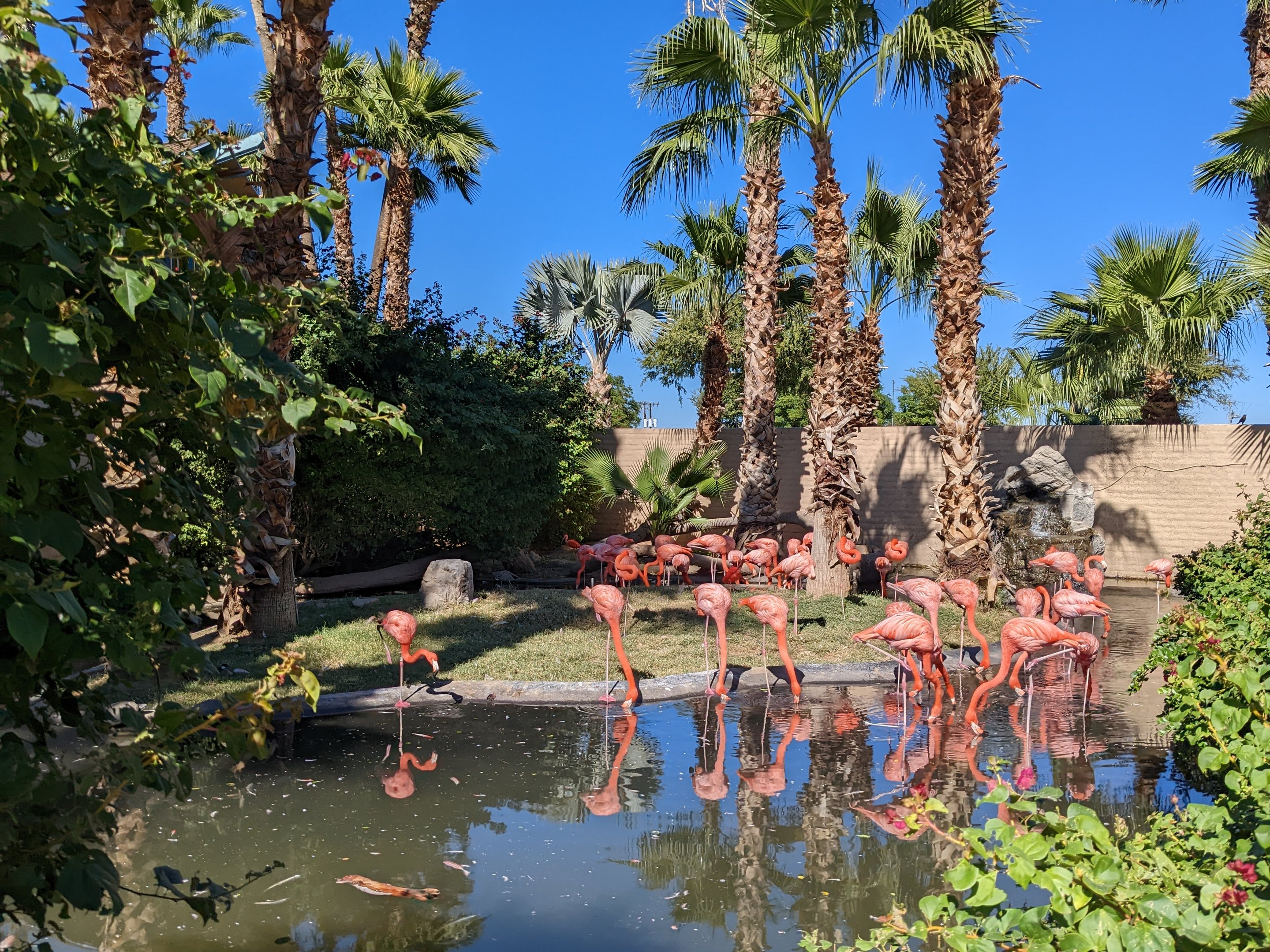 Aquarium - Chilean flamingo