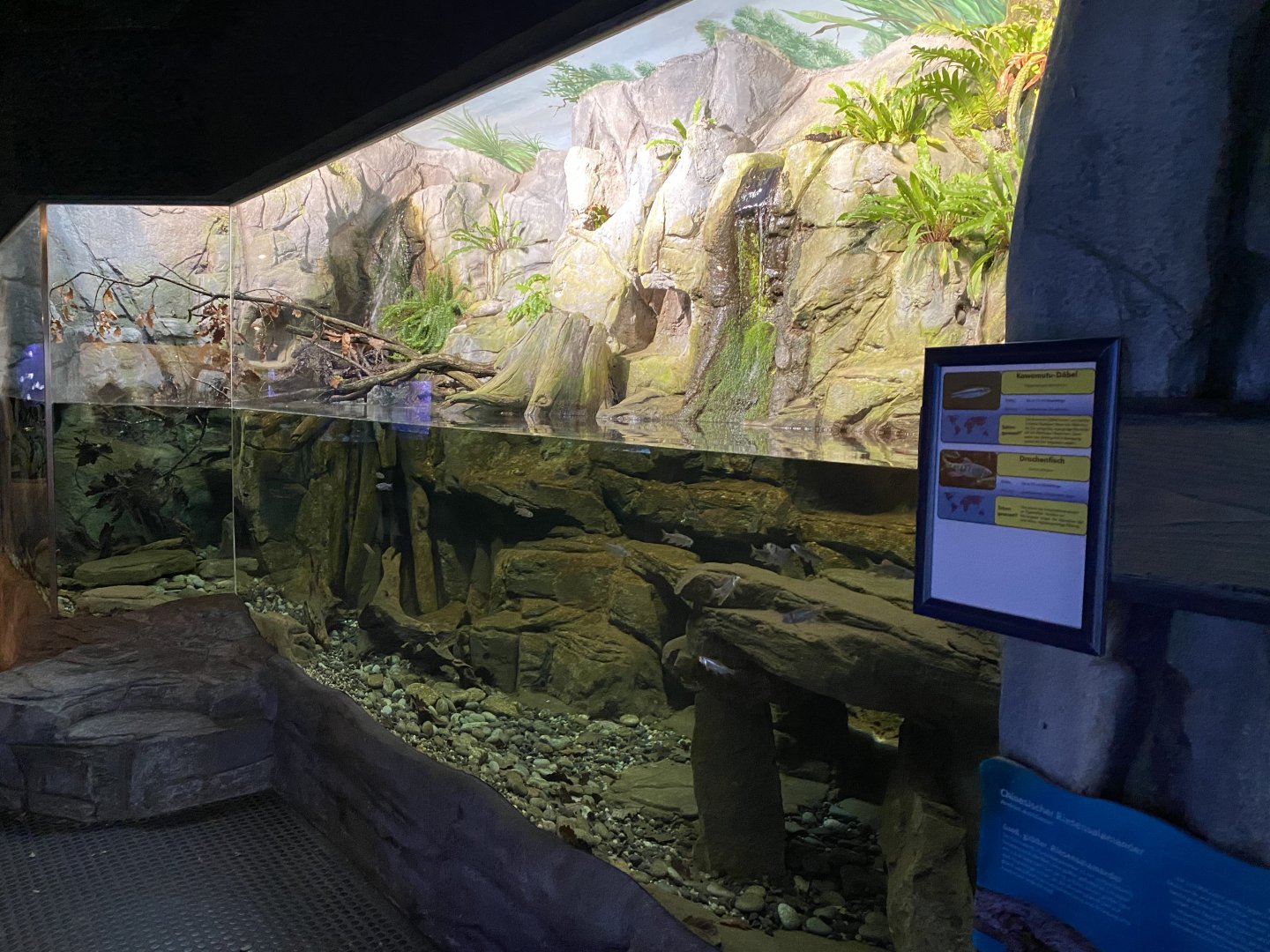 Aquarium - Chinese giant salamander exhibit 011219