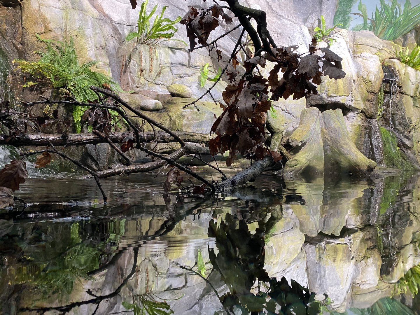 Aquarium - Chinese giant salamander exhibit 011219