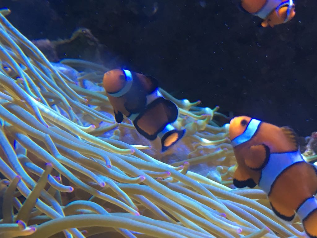 Aquarium - Clown fish 280118