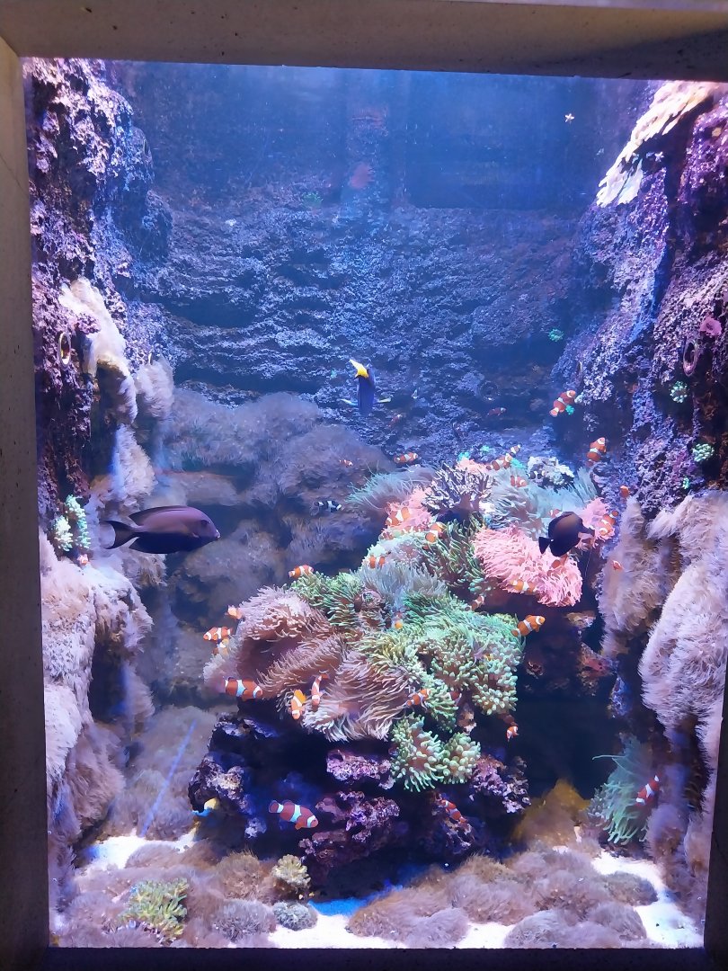 Aquarium - Clown fish aquarium - Fish identification?