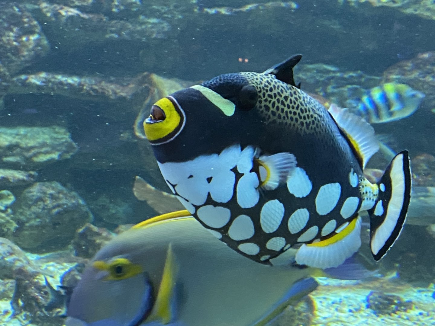 Aquarium - Clown triggerfish 011219