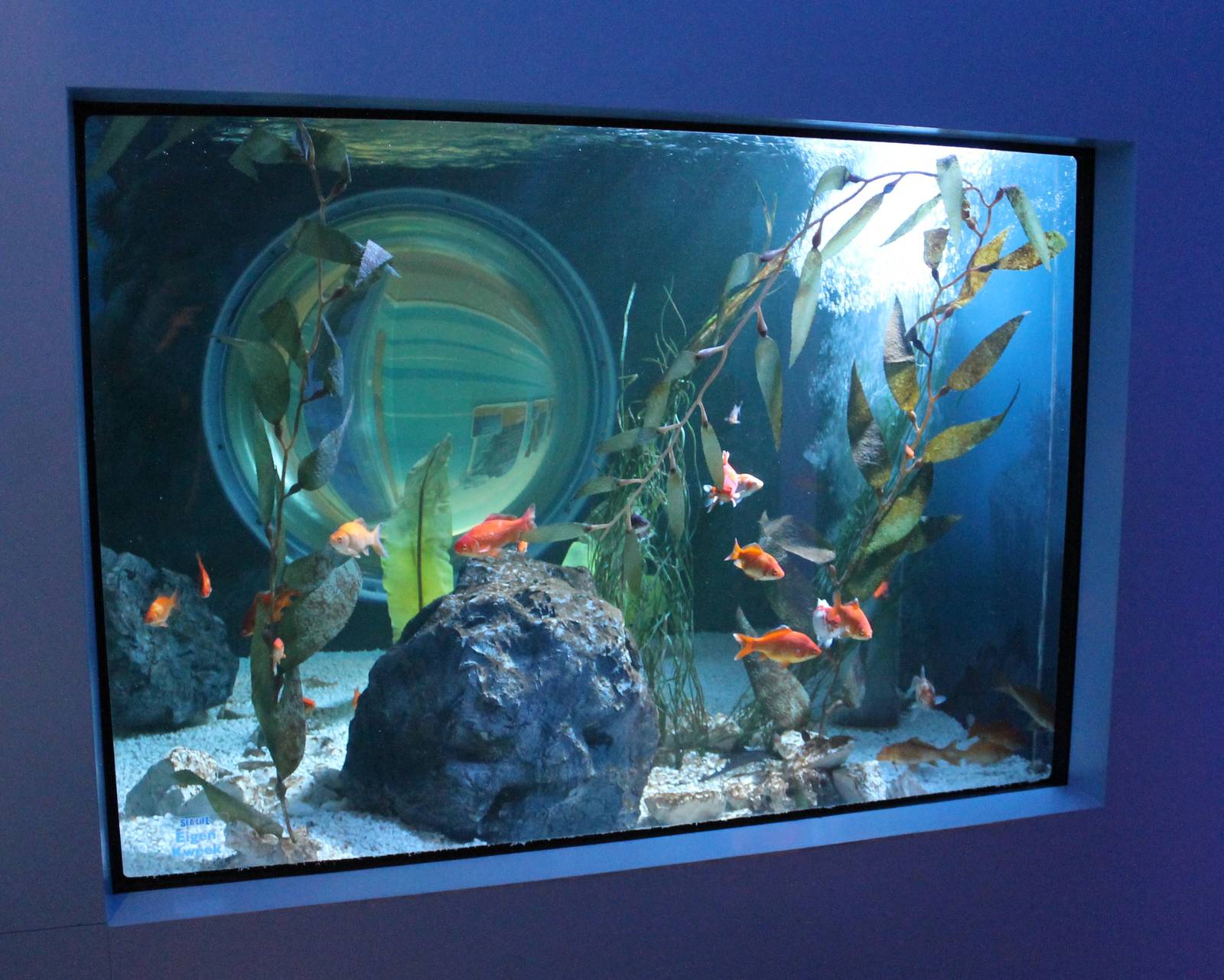 Aquarium Comet goldfish