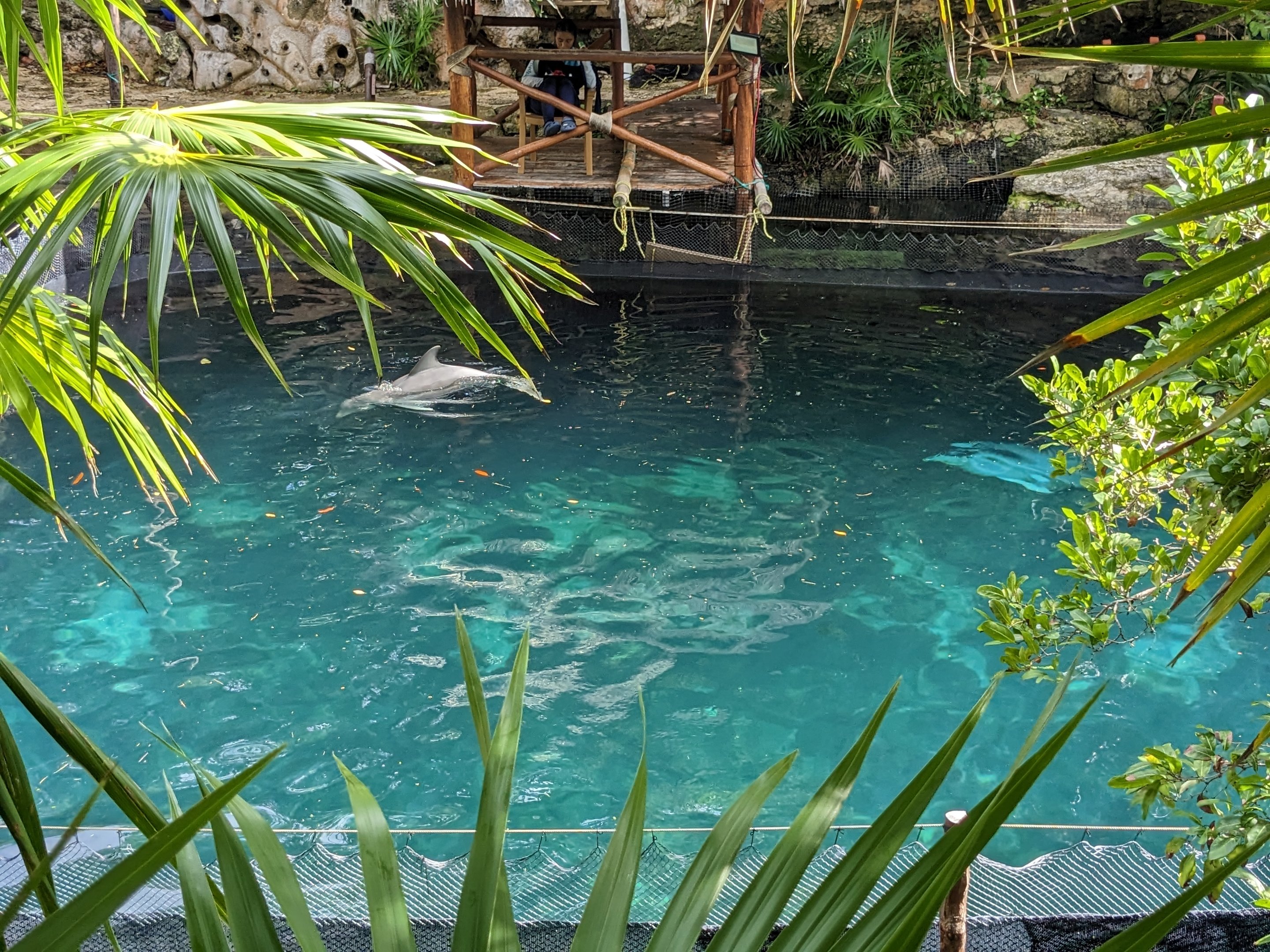 Aquarium - common bottlenose dolphin