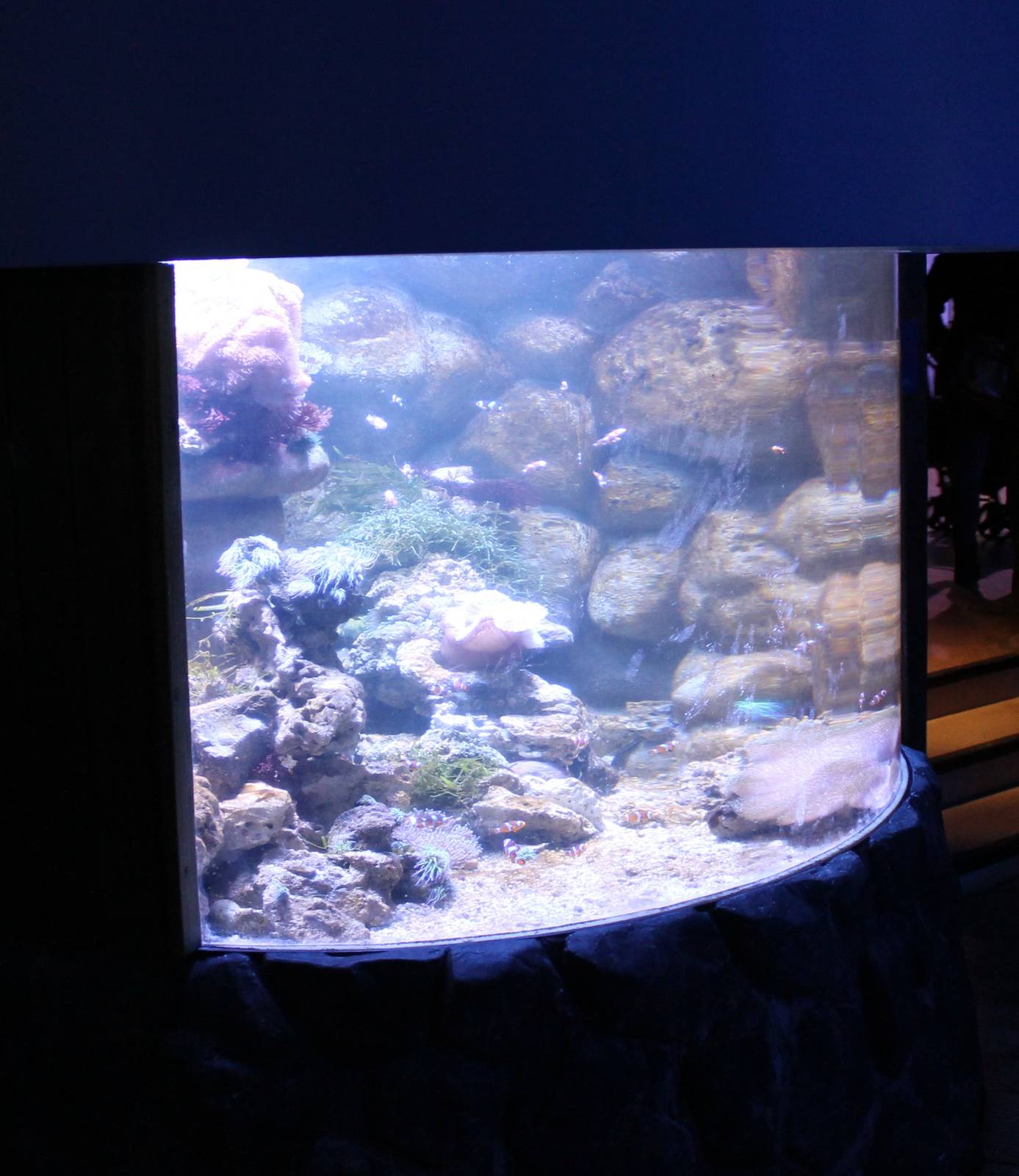 Aquarium Common clownfish